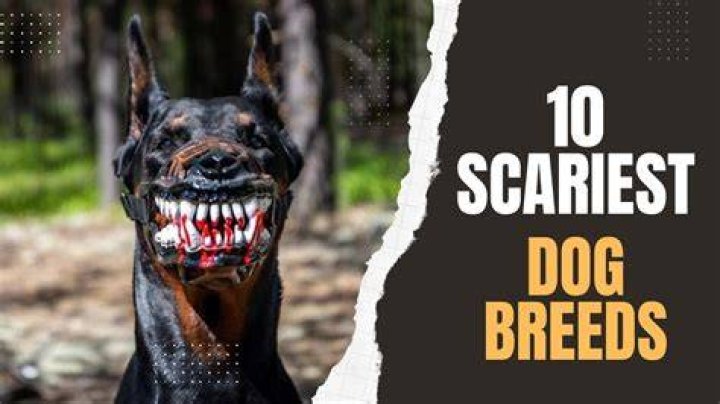 10 Scariest Dog Breeds You Will Surely Run Away From skariest