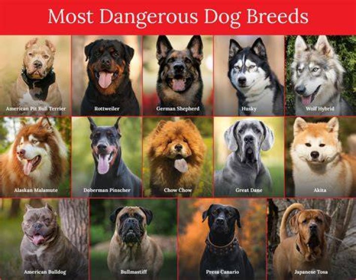 21 Scariest Dog Breeds Dogs That Make Criminals Think Twice