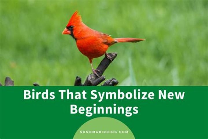 5 Birds That Symbolize New Beginnings Sonoma Birding