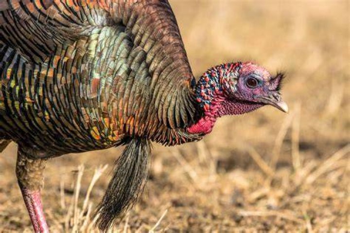 All About The Male Turkey