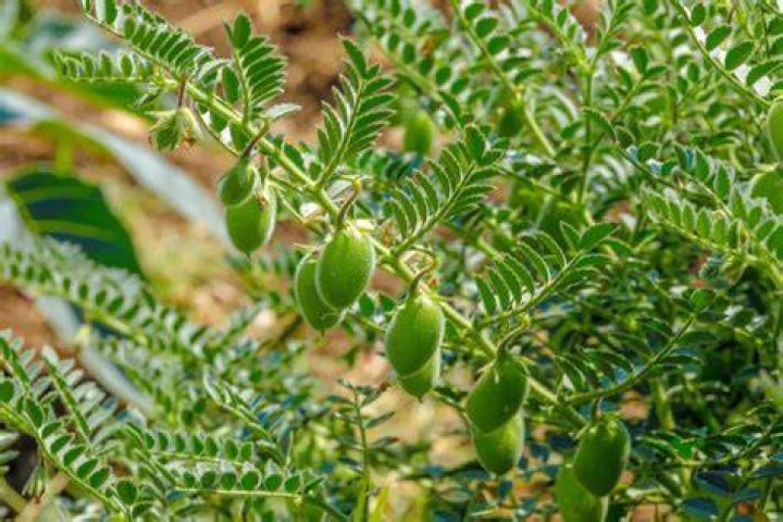 Do chick peas grow on trees?