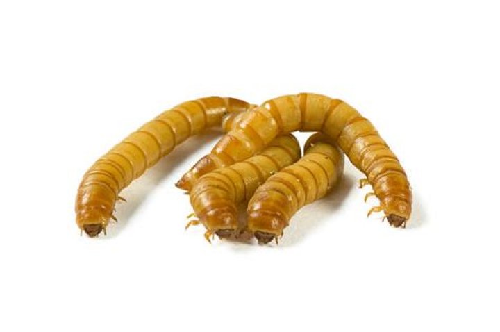 Do Mealworms bite? Can Mealworms Bite? 1 Guide Atbuz