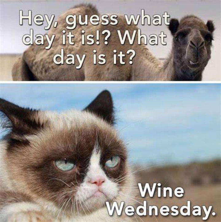 Funny Wednesday Meme, Images, Pictures And Photos