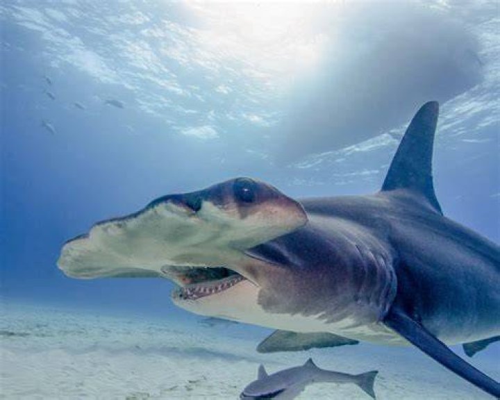 Great Hammerhead Shark Swimming Skylar Primm Flickr