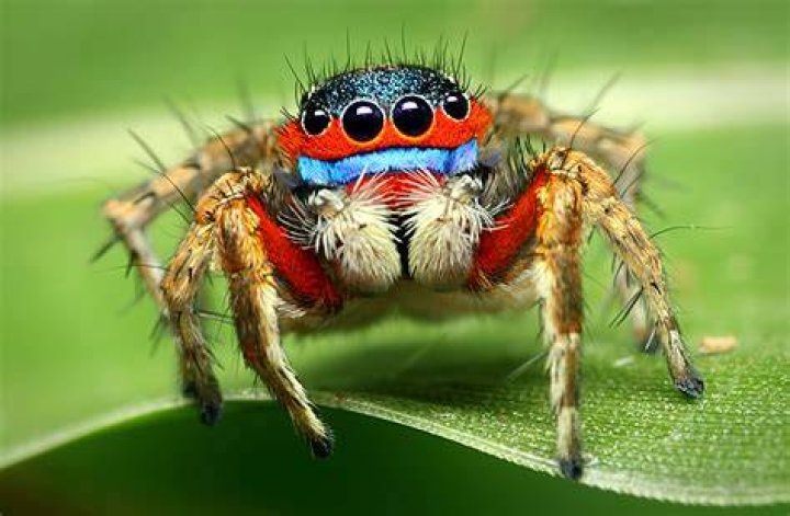 How Do Jumping Spiders Jump?