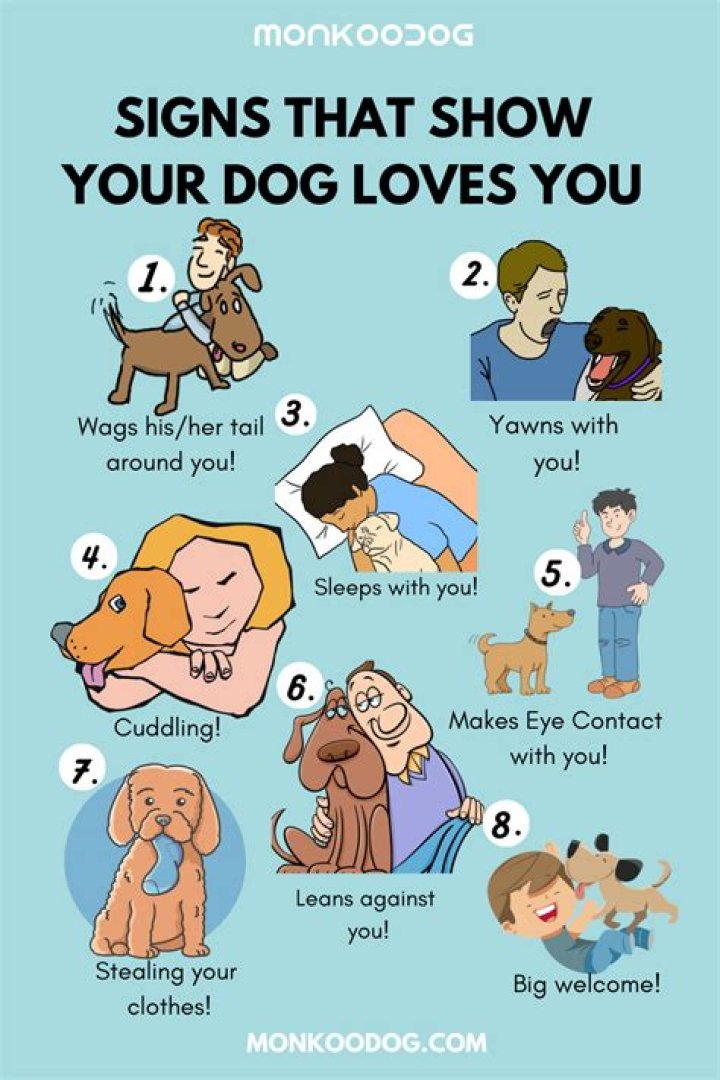 How do you know your dog is attached to you?