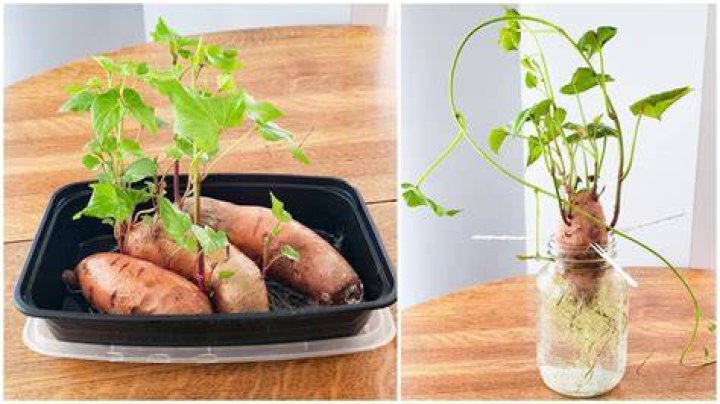 How do you store potato pearls?