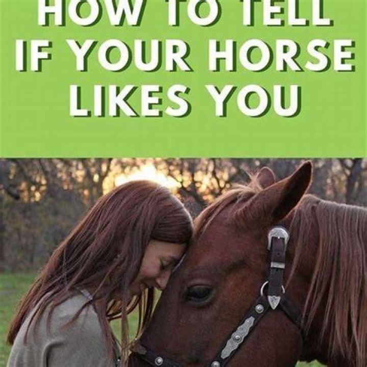 How do you tell a horse you love them?