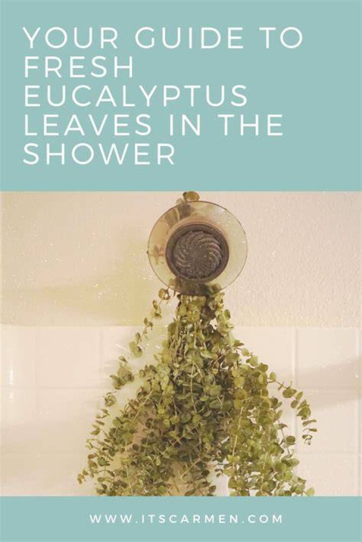 How long does fresh eucalyptus last in shower?
