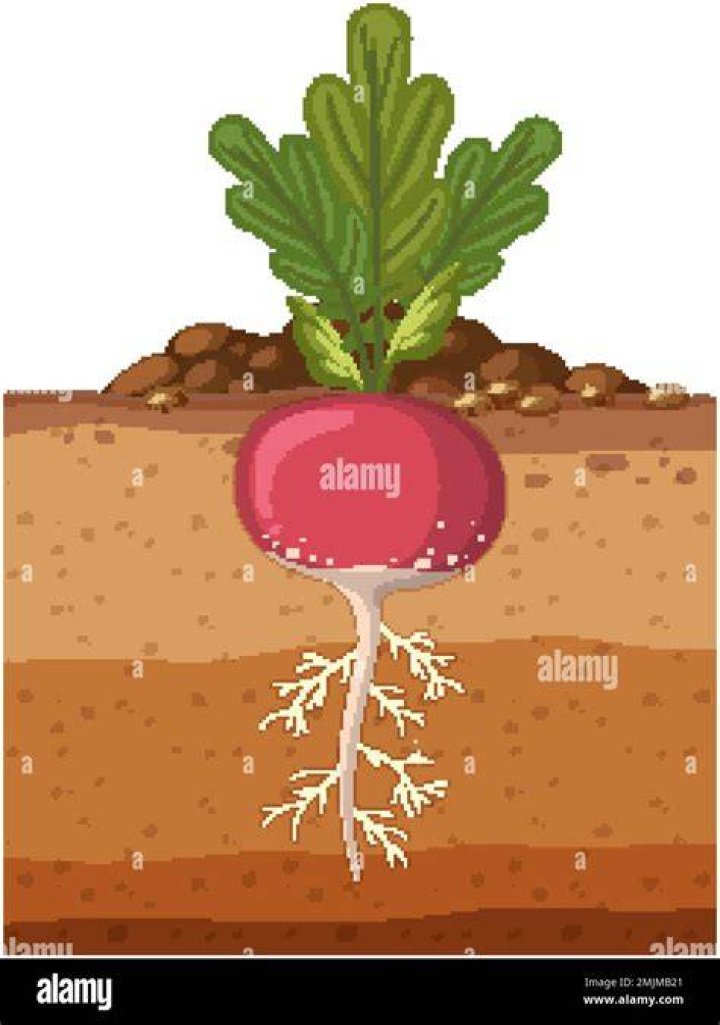 Is radish a root?