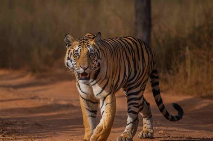 &ldquo;Mama&rdquo; Etienne&hellip; A Tiger Mom&hellip; Talks Trevor and Travis Clemson Sports News