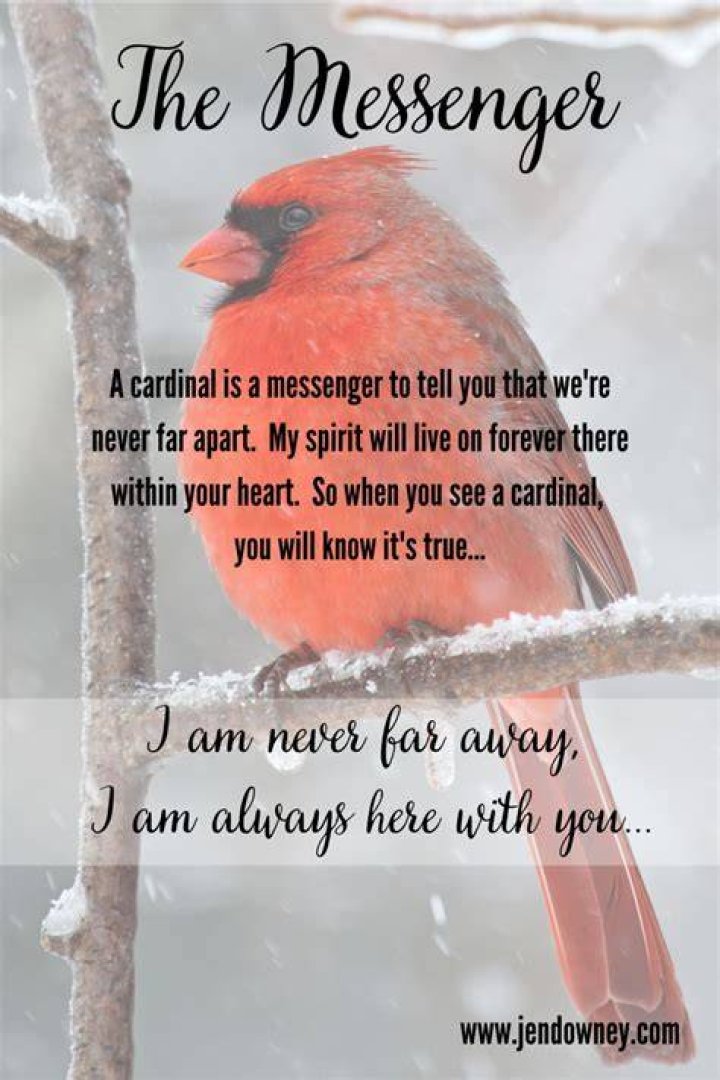 Meaning of the Cardinal HubPages
