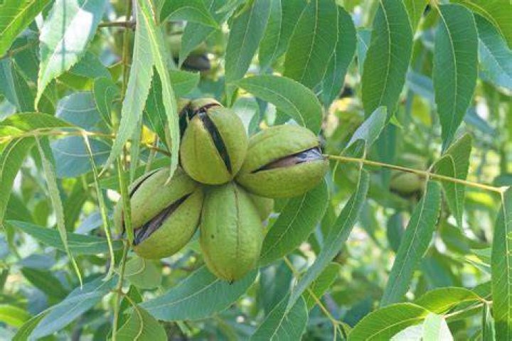 Pecan Tree Care and Growing Guide