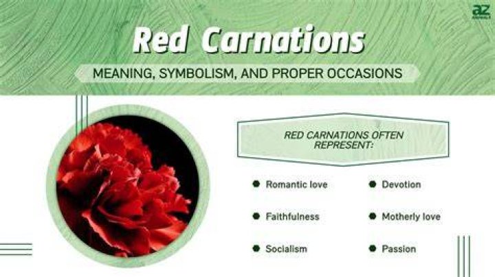 Red Carnation Symbolism