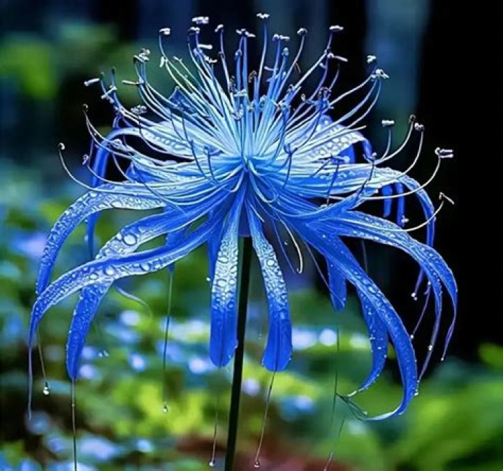Spider Lily Meaning ( Red, Blue, Golden, White Symbolism) The Garden Hows