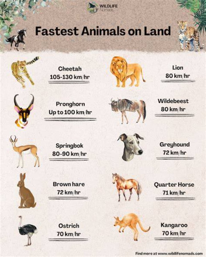 The fastest animals on land, in water and in the air
