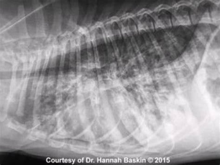 TikToker shares terrifying dog pneumonia outbreak that could kill 8 out
