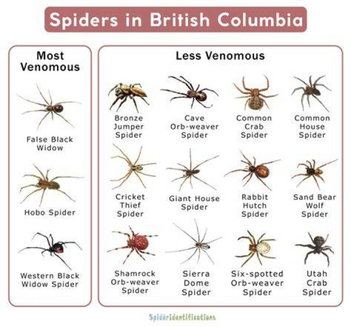 Types of Spiders in BC List with Pictures