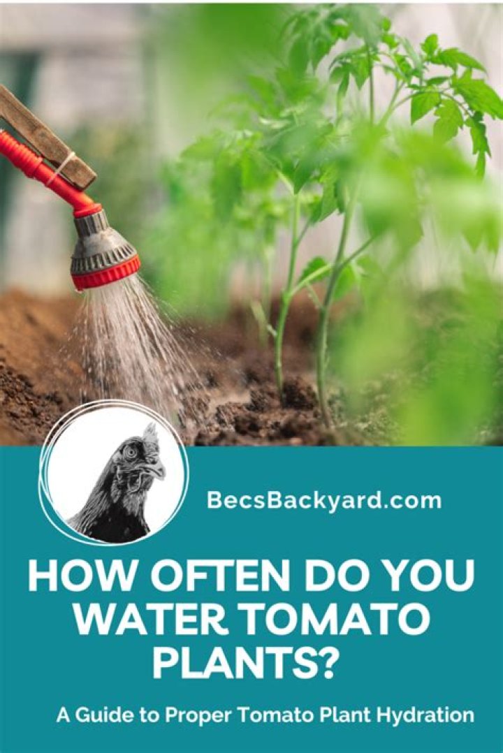 What happens when you water plants everyday?