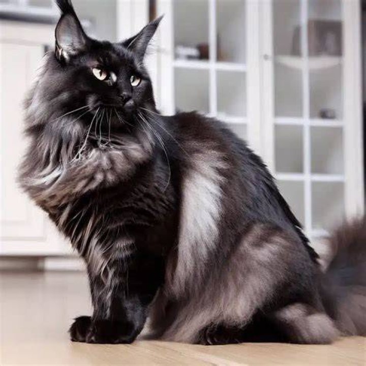 What is a black smoke cat?