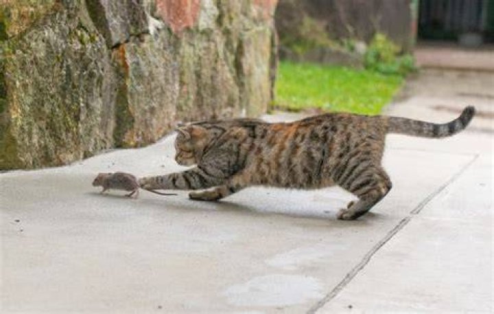 What should I do if my cat kills a mouse?