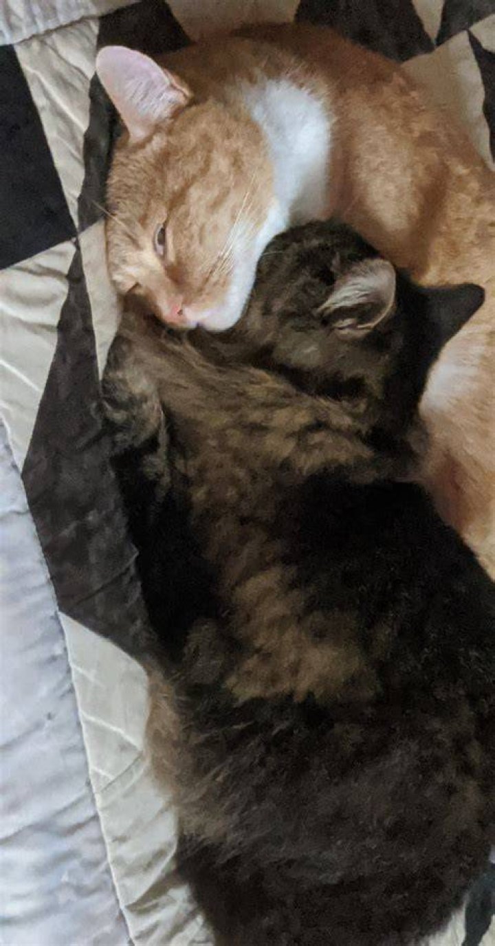 Who Is Kitty&rsquo;s HalfSibling in XO, Kitty? Is Alex the HalfBrother She