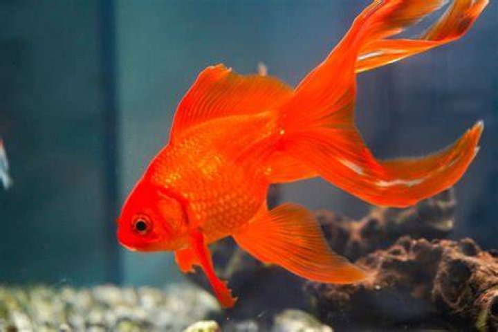 Who Is The Goldfish on &lsquo;The Masked Singer&rsquo; Season 11?